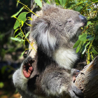 Australia quiere crear un "súper koala" libre de algunas dolencias mortales