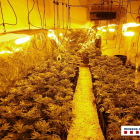 Detenido por cultivar marihuana en una vivienda de Balaguer