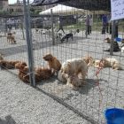 Alguns dels gossos que ahir es van exhibir a Solsona.