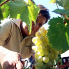 Imagen de recolección de uva en viñedos ecológicos de una explotación catalana.