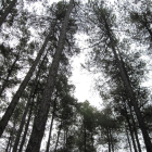 Los bosques de pino negro que se quieren preservar.