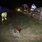 Un senglar va provocar el novembre passat un accident amb dos ferits a l’A-2 entre Lleida i Bell-lloc.