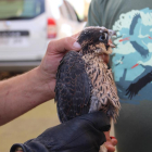 Imatge d’un dels falcons pelegrí.