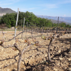 Imagen de viñedos dañados por las heladas en el Pallars Jussà.