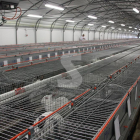 Els productors de conill registren 9 setmanes de pujades de cotització