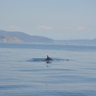 Imagen de archivo de una ballena cerca de la costa de Barcelona.