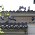 Decenas de palomas reposan a diario en casas de Ciutat Jardí. 