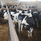 Imatge d'arxiu d'una explotació de boví.