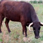 Margarita, una vaca "afectuosa" condemnada a mort per no tenir papers