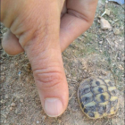 El tamaño de una de las crías de tortuga nacidas en Bovera.