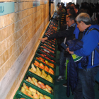 Exposición de fruta en la Jornada del IRTA en Mollerussa.