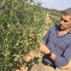 Eduard Pons, ayer inspeccionando olivos arbequinos.