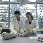 Dos experts treballen en la reconstrucció d’un os.