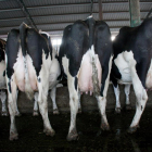 Imagen de archivo de una explotación de vacas lecheras en la provincia de Lleida.