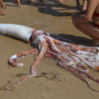 Encuentran un calamar gigante de 5 metros en Oviedo