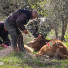 Rurales capturando ayer por la tarde varios ejemplares sedados con dardos. 