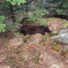 El oso Cachou apareció muerto en abril de 2020.
