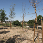 Alguns dels arbres morts en un dels miradors.