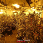 La plantación de marihuana desmantelada por los Mossos d'Esquadra en una casa de Bovera.