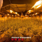Las plantas de marihuana decomisadas por la policía en una nave de la partida Cunillàs de Lleida.
