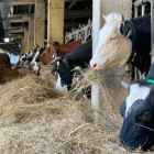 Imagen de una granja de vacas. COAG pide que se limiten a 180 cabezas por explotación.