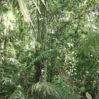 La selva de Panamà, a Sud-amèrica, una de les zones destacades.