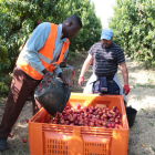 La producción de fruta de hueso se enfrentará esta campaña a un gran incremento de costes.