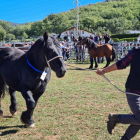 Un dels cavalls participants ahir en el concurs de la fira de la Pobleta de Bellveí.
