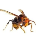 Vespa asiàtica (Vespa velutina)