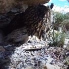 La webcam muestra en directo el nido de búhos reales.