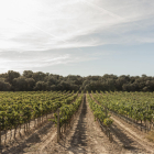Una finca de viña de la Ruta del Vino de Lleida-Costers del Segre.