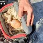 El huevo de quebrantahuesos recuperado por los Agents Rurals en un nido de Conrroncui, en la Alta Ribagorça