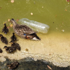 Una hembra de ánade real con sus crías nadando entre suciedad y una botella de plástico en el lago del Parque Juan Carlos I de Madrid.