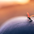 Remeis infal·libles contra les picadures de mosquits