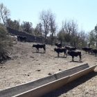 Vaquers del Corb ha empezado con 16 vacas, 1 toro y 2 terneros en una finca de Guimerà.