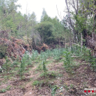La plantació estava oculta dins d’un bosc.