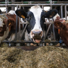 El ministerio de Agricultura quiere limitar las granjas de ganado vacuno a un máximo de 850 animales