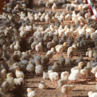 Lleida es una verdadera potencia en la producción de aves, con un millar de granjas de gallinas y pollos.