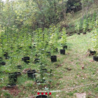 La plantación de marihuana descubierta a Les Valls d'Aguilar.