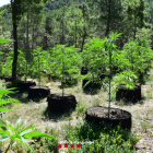 Parte de la plantación de marihuana de Coll de Nargó.