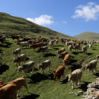 Les vaques que han passat l'estiu a la muntanya de Llessui es dirigeixen cap a casa.