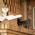 Fotografía de archivo de varios gatos callejeros.