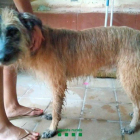 Localizan un perro perdido en Tarrés que había recorrido15 kilómetros solo