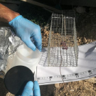 El caso fue investigado por los Agentes Rurales que hallaron los cebos y el pesticida.