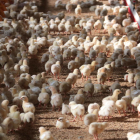 Los productores avícolas se encuentran en una situación especialmente difícil por los costes.