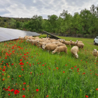 Un ramat d’ovelles entre panells solars a Talarn.