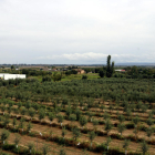 Campos de cultivo de la zona que tiene que ocupar el polígono de Torreblanca-Quatre Pilans, en l'Horta de Lleida