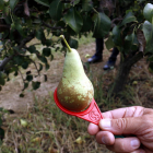 Un agricultors de Torrelameu mide el calibre de la pera.