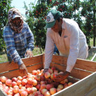 Las manzanas Gala y las variedades de verano ya se están recogiendo, como en esta finca de Vila-sana.