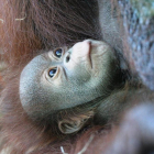 Cria orangutan de Borneo